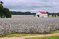 USA
LOUISIANE - 2013
ROUTE DES PLANTATIONS
Frogmore Plantation : Exploité pour la première fois dans les années 1880, cette plantation de coton encore en activité aujourd'hui et sur son site d’origine qui se situe en la Louisiane proche de la ville de Natchez au Mississippi.  